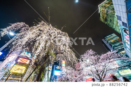 日本の東京都市景観 桜が満開。今年はしだれ桜（左）と共演に＝3月29日 88256742