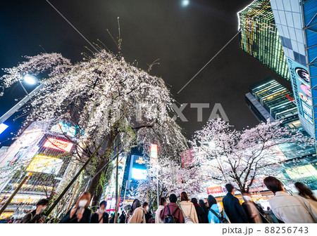 日本の東京都市景観 桜が満開。今年はしだれ桜（左）と共演に＝3月29日 88256743