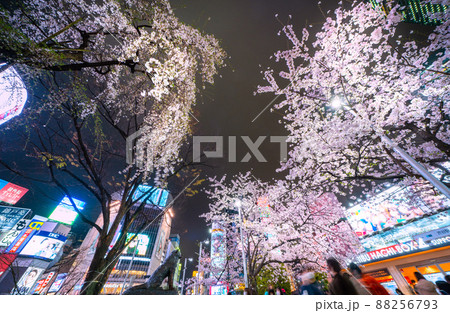 日本の東京都市景観 桜が満開。今年はしだれ桜(左)と共演に=3月29日 日本の東京都市景観 桜が満開。今年はしだれ桜(左)と共演に=3月29日 88256793