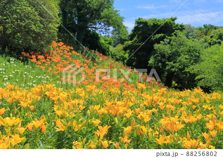 ユリの谷（可睡ゆりの園　静岡県 袋井市） 88256802