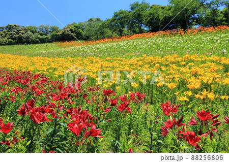 ユリの谷（可睡ゆりの園　静岡県 袋井市） 88256806