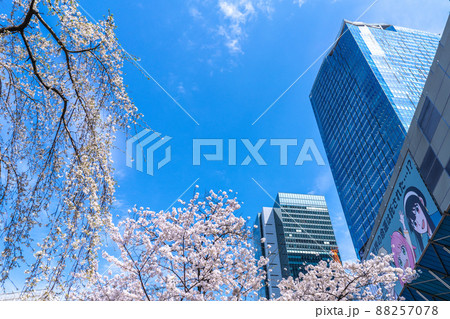 日本の東京都市景観 桜が満開。今年はハチ公…記念しだれ桜（左）と共演に＝3月28日、渋谷 88257078