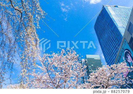 日本の東京都市景観 桜が満開。今年はハチ公…記念しだれ桜(左)と共演に=3月28日、渋谷 日本の東京都市景観 桜が満開。今年はハチ公…記念しだれ桜(左)と共演に=3月28日、渋谷 88257079
