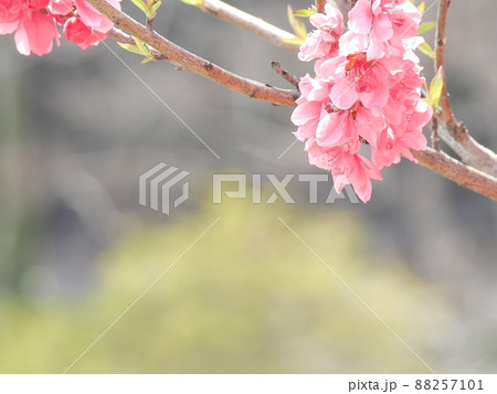 日差しの中の桃の花　 88257101