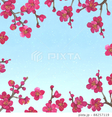 梅の花の水彩イラスト 88257119