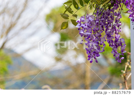 フジの花 花 フラワー 88257679