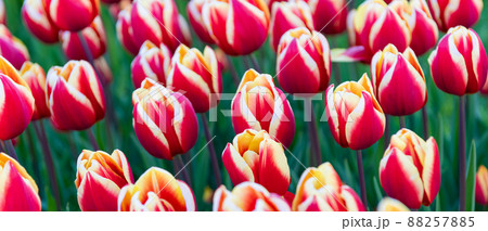 pink tulip flower field with colorful natural background. tulip flower 88257885