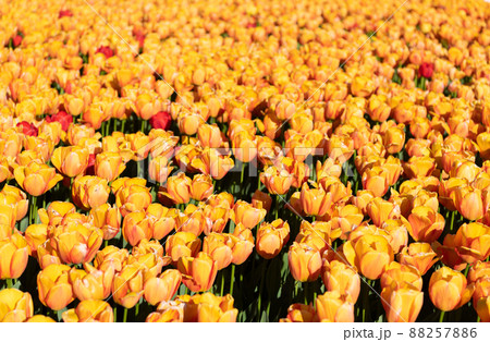 yellow tulip flower field with colorful natural background yellow tulip flower field with colorful natural background 88257886