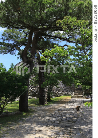 沖縄 今帰仁 今帰仁城跡 城内をパトロールする猫 沖縄 今帰仁 今帰仁城跡 城内をパトロールする猫 88258069