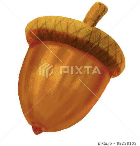 Autumn fall acorn oak nut illustration natural decorative element hand painting 88258105