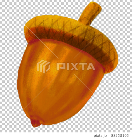 Autumn fall acorn oak nut illustration natural decorative element hand painting 88258105