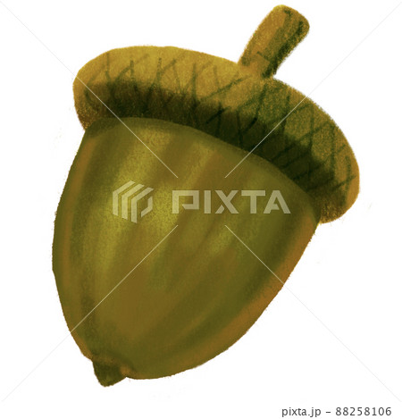 Autumn fall acorn oak nut illustration natural decorative element hand painting 88258106