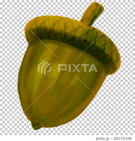 Autumn fall acorn oak nut illustration natural decorative element hand painting 88258106