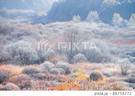 風景 木 霧氷 88258272
