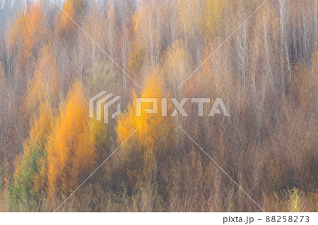白樺 紅葉 森 88258273