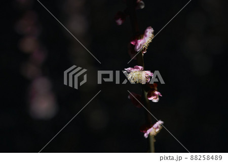 ライトに照らされた梅の花 88258489