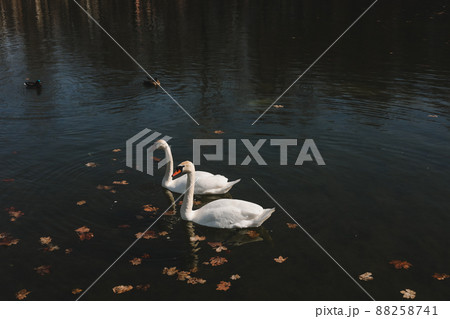 A pair of beautiful white swans on the water. Two graceful white swans swim in the dark water lake 88258741