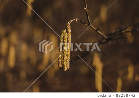 birch branch with buds earrings. spring awakening of nature. Spring allergy concept. birch branch with buds earrings. spring awakening of nature. Spring allergy concept. 88258742