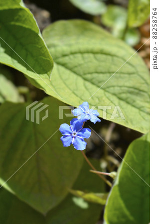 Blue-eyed Mary 88258764