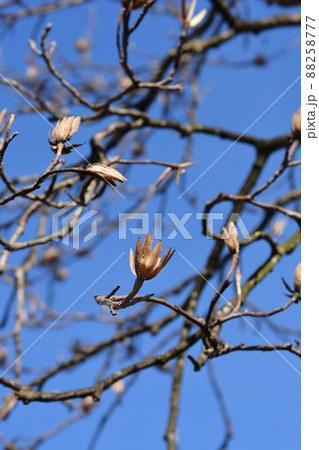 Tulip tree Tulip tree 88258777