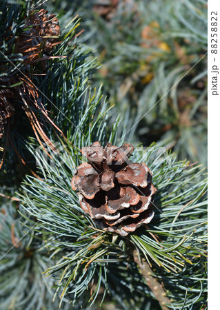 Japanise White Pine Negishi 88258822