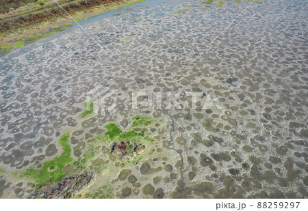 Mudflats of the Lagoon of Venice, Italy at low tide 88259297