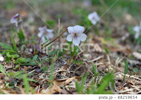 ヒゴスミレの花 88259654
