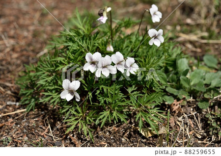 ヒゴスミレの花 88259655