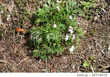ヒゴスミレの花 ヒゴスミレの花 88259659