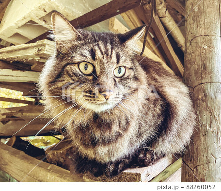 a disgruntled cat sits on the pavement, a homeless cat on the street, gray color, photo from above. 88260052