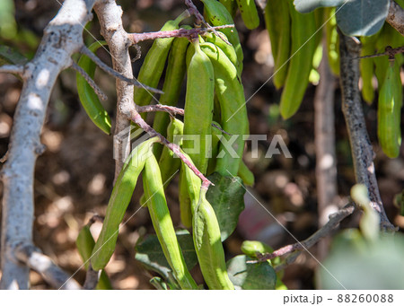 Green carob fruits hanging in the garden closeup Green carob fruits hanging in the garden closeup 88260088