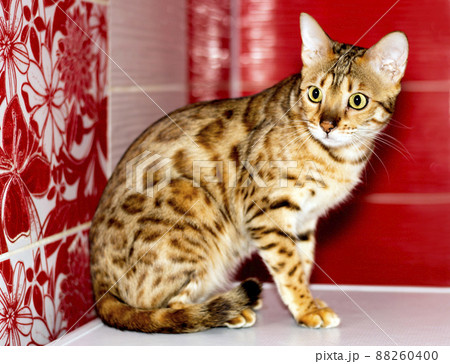 golden bengal cat sitting, leopard color golden bengal cat sitting, leopard color 88260400