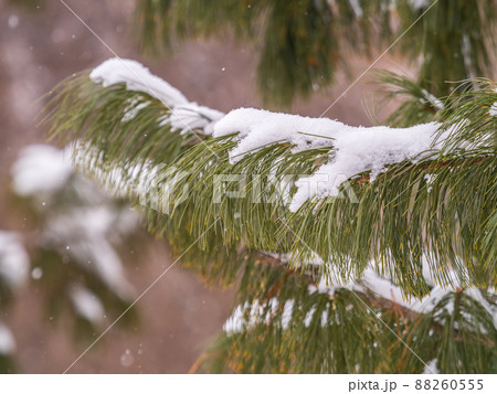 Cedar branches with long fluffy needles in winter covered with snow Cedar branches with long fluffy needles in winter covered with snow 88260555