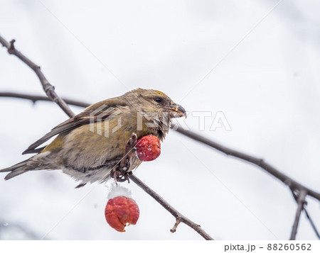 Red Crossbill female sitting on the tree branch and eats wild apple berries. Crossbill bird eats berries. Red Crossbill female sitting on the tree branch and eats wild apple berries. Crossbill bird eats berries. 88260562