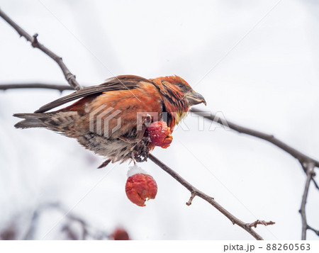 Red Crossbill male sitting on the tree branch and eats wild apple berries. Crossbill bird eats berries. Red Crossbill male sitting on the tree branch and eats wild apple berries. Crossbill bird eats berries. 88260563