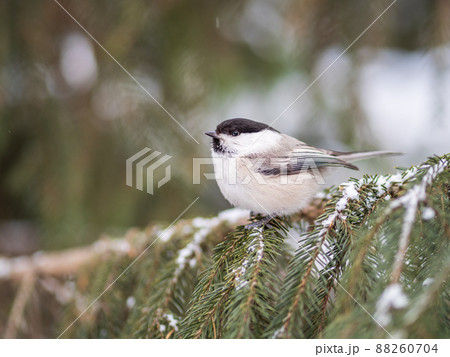 Cute bird the willow tit, song bird sitting on the fir branch with snow in winter Cute bird the willow tit, song bird sitting on the fir branch with snow in winter 88260704