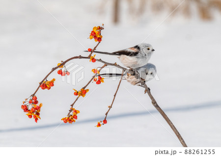 雪の妖精　シマエナガ 88261255