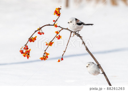 雪の妖精　シマエナガ 88261263