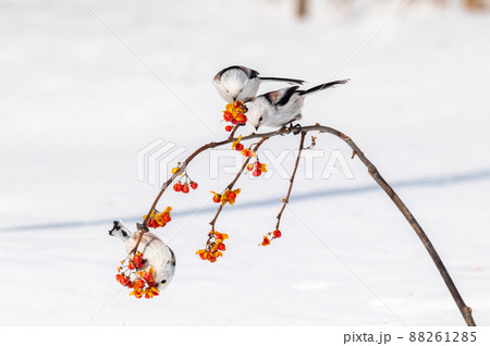 雪の妖精 シマエナガ 雪の妖精 シマエナガ 88261285