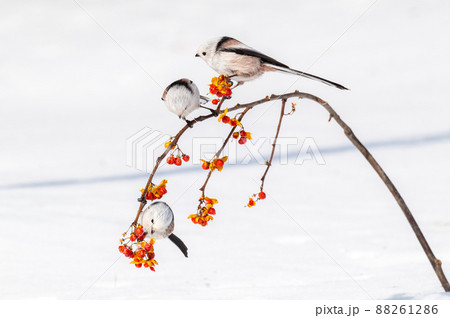 雪の妖精 シマエナガ 雪の妖精 シマエナガ 88261286