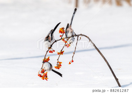 雪の妖精　シマエナガ 88261287