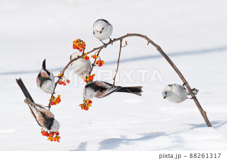 雪の妖精　シマエナガ 88261317