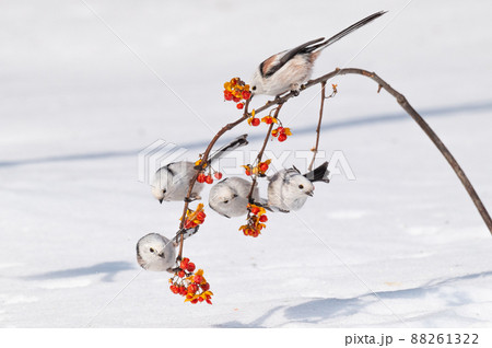 雪の妖精　シマエナガ 88261322