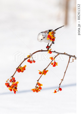 雪の妖精　シマエナガ 88261332