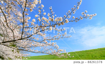 (埼玉県)彩湖・道満グリーンパークに咲く満開の桜 (埼玉県)彩湖・道満グリーンパークに咲く満開の桜 88261378