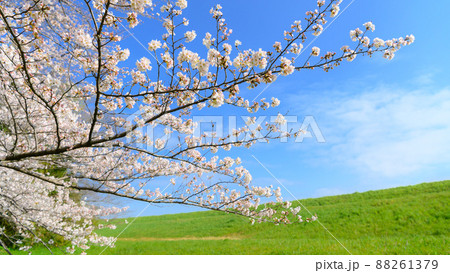 (埼玉県)彩湖・道満グリーンパークに咲く満開の桜 (埼玉県)彩湖・道満グリーンパークに咲く満開の桜 88261379