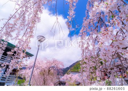 身延山久遠寺の枝垂桜【山梨県】 身延山久遠寺の枝垂桜【山梨県】 88261603