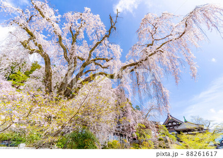 身延山久遠寺の枝垂桜【山梨県】 身延山久遠寺の枝垂桜【山梨県】 88261617