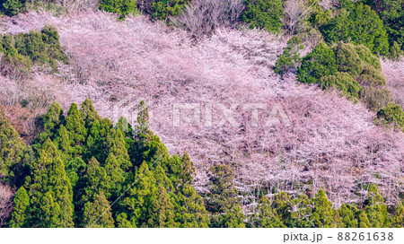 七越峯の桜群 88261638
