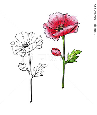 Wild Rose Flowers and Berries Line Art Drawing Outline Vector  Illustration Isolated on White Background Stock Vector  Illustration of  brier healthy 170694988